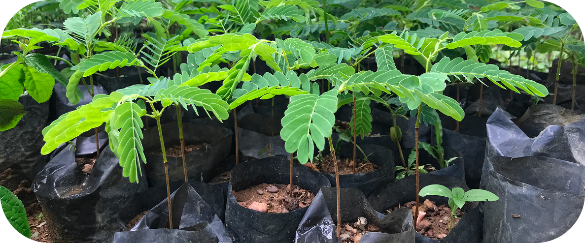 Plants growing in pots